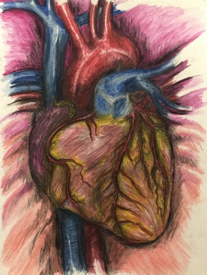 Anatomical heart and coronary artery study